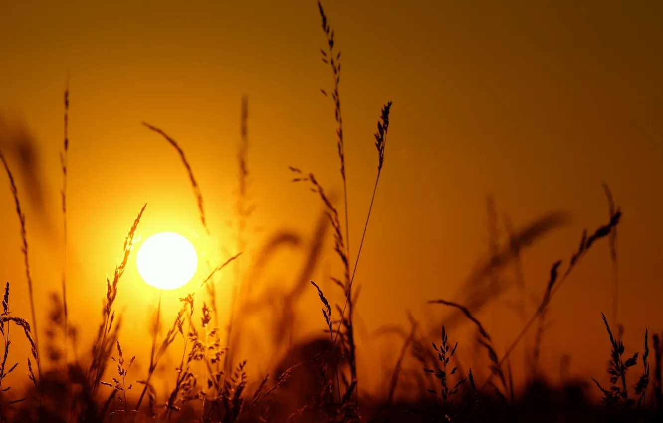 Photo wallpaper grass, the sun, macro, light, sunset, spikelets, silhouette