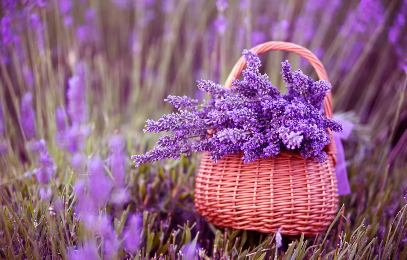 Photo wallpaper flowers, basket, lavender