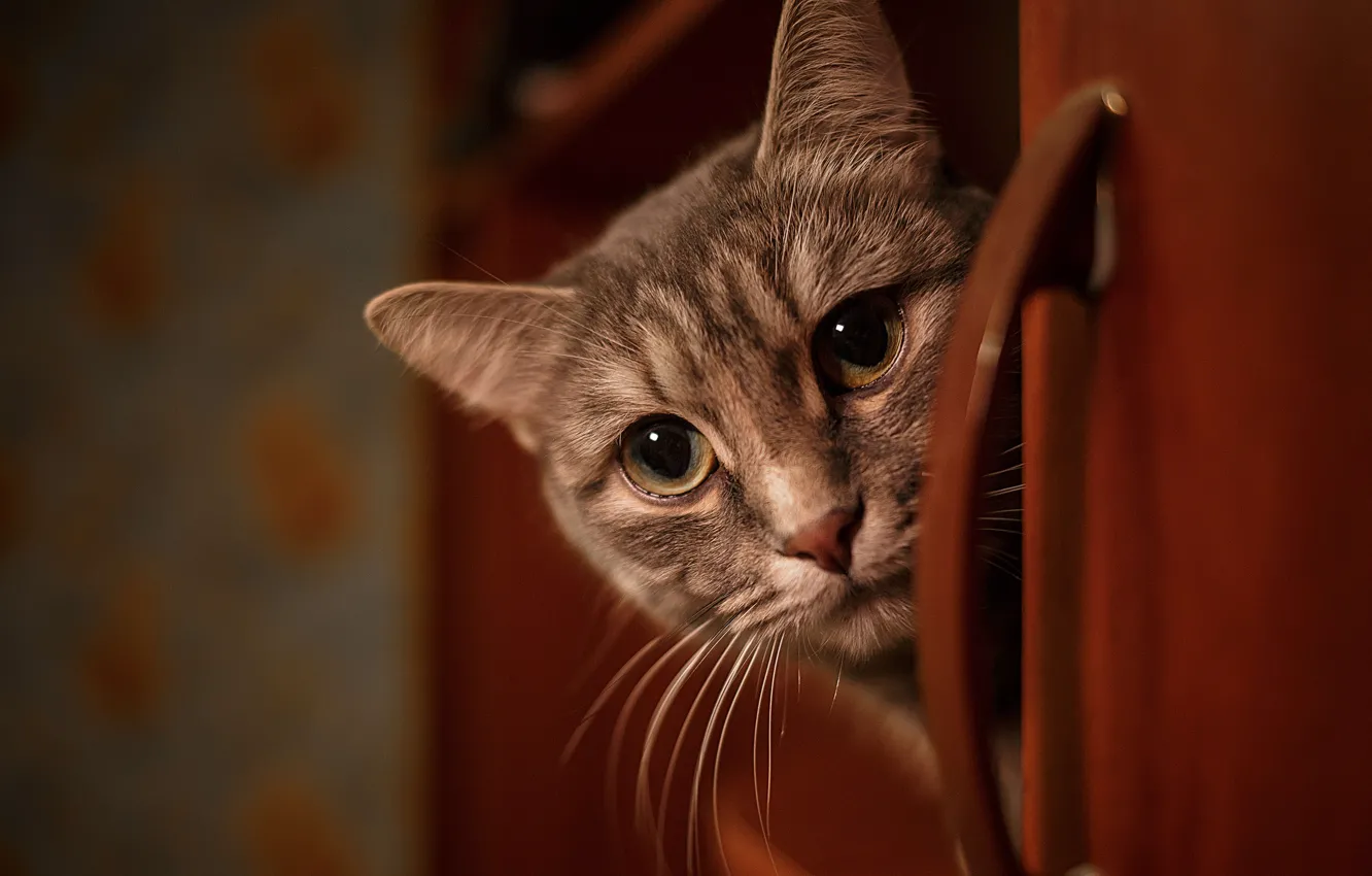 Photo wallpaper cat, cat, look, face, grey, room, portrait, wardrobe