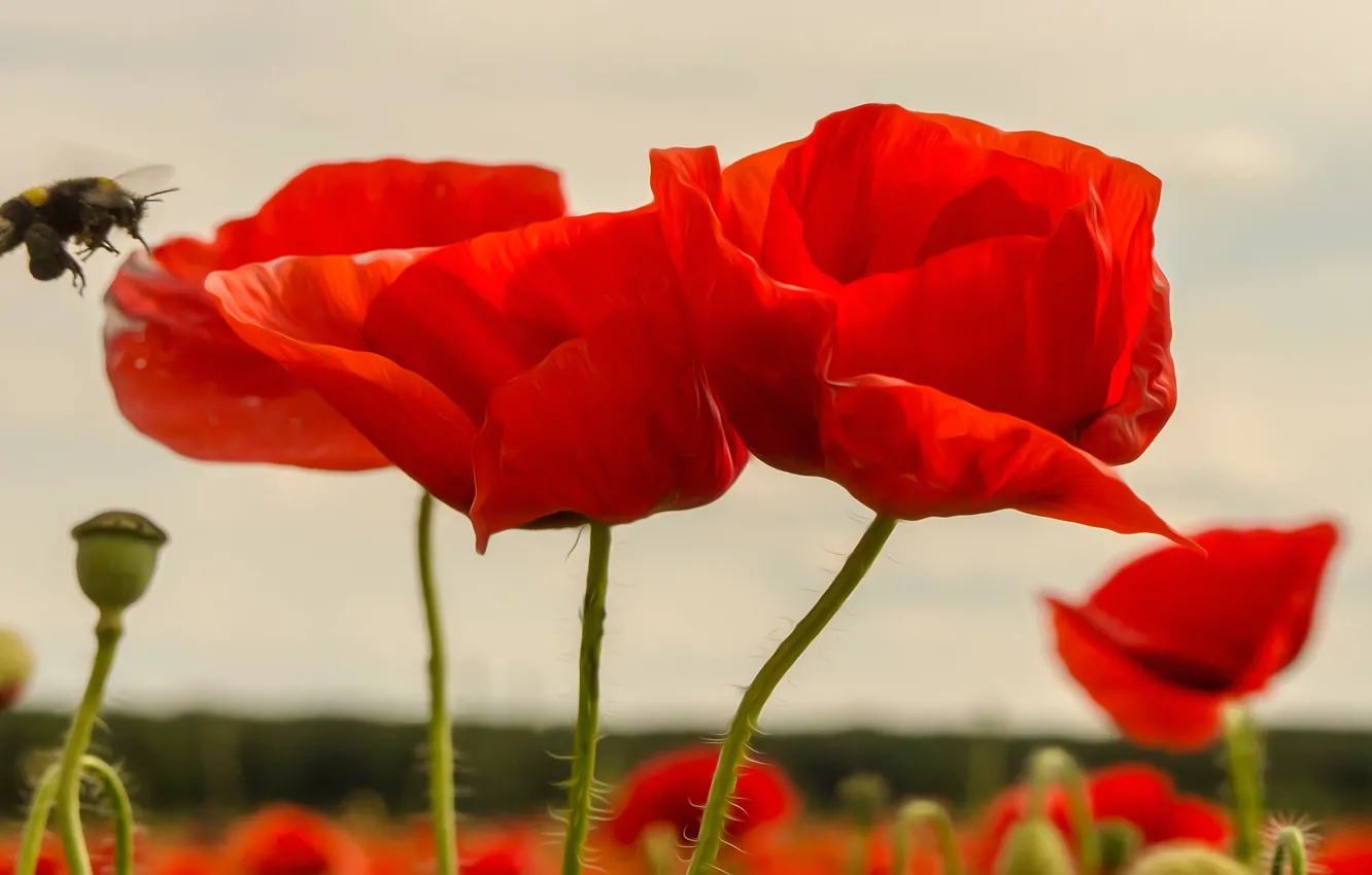 Photo wallpaper macro, red, bee, Maki, al