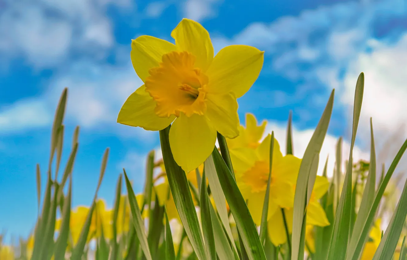 Photo wallpaper the sky, yellow, daffodils