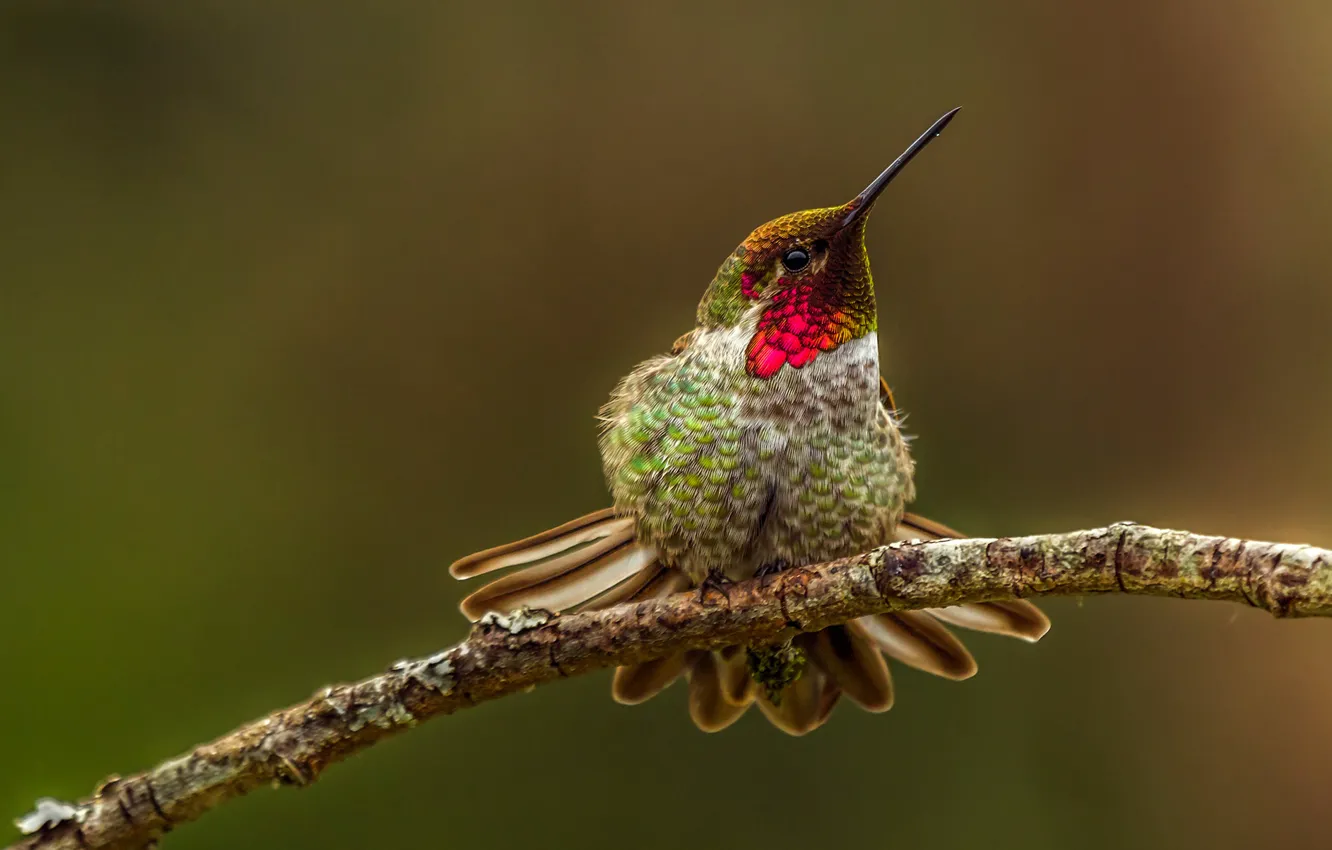 Photo wallpaper bird, branch, Hummingbird, openeye