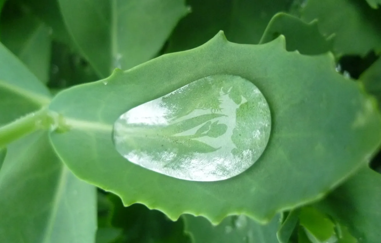 Photo wallpaper greens, nature, Rosa, tulips, Belarus