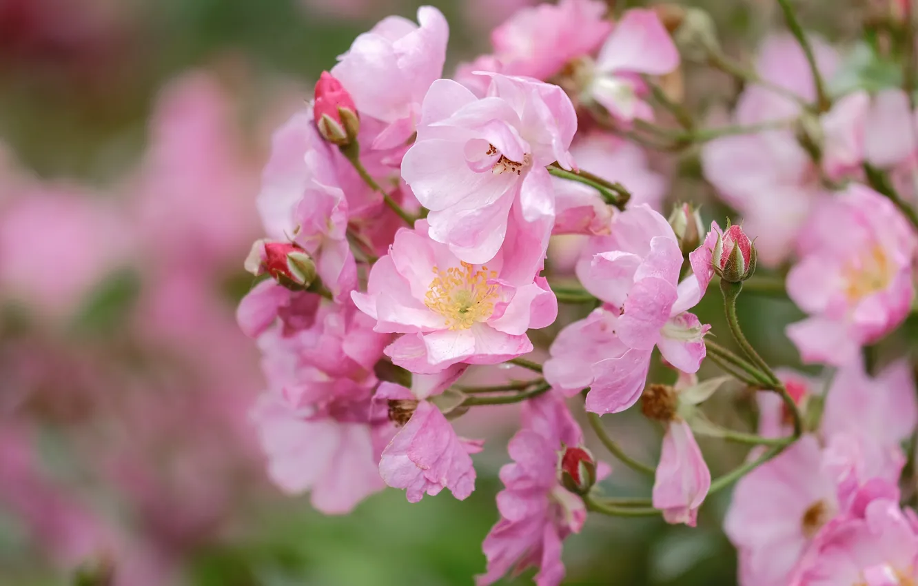 Photo wallpaper roses, petals, pink, buds