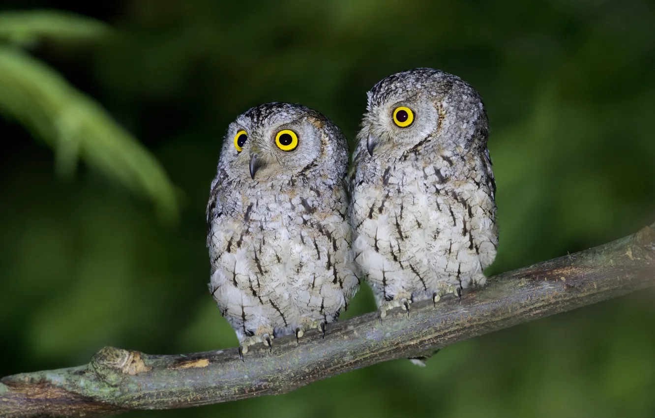 Photo wallpaper eyes, branches, owl, wildlife
