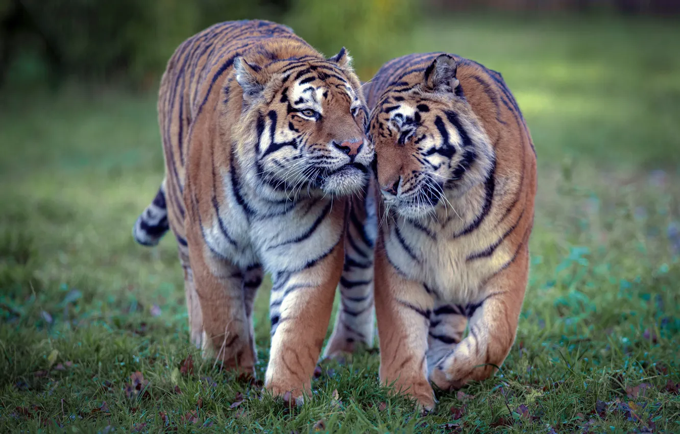 Photo wallpaper love, tiger, wild cats, a couple, tigers, tigress