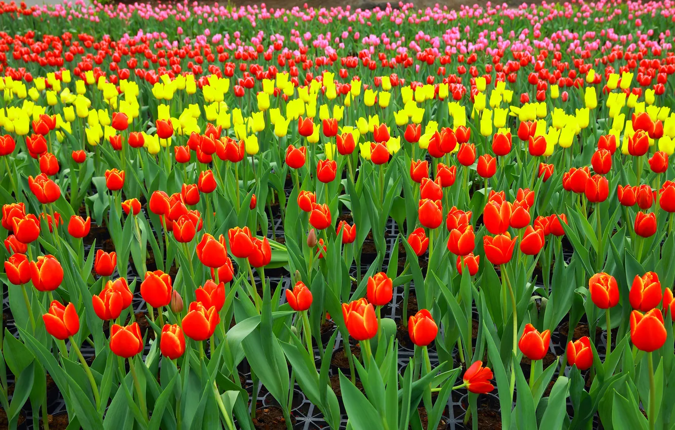 Photo wallpaper field, flowers, yellow, red, bright, spring, tulips, pink