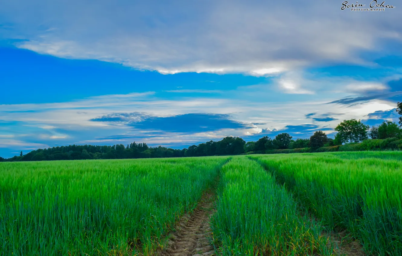 Photo wallpaper dream, summer, forest, magic, sky, landscape, nature, sunset