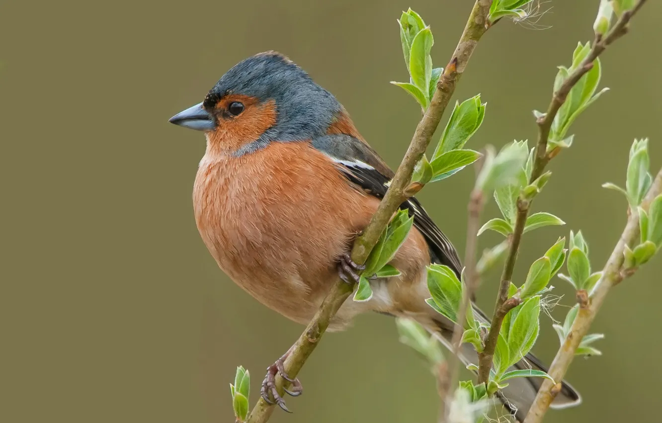 Photo wallpaper leaves, branches, bird, beak, Chaffinch