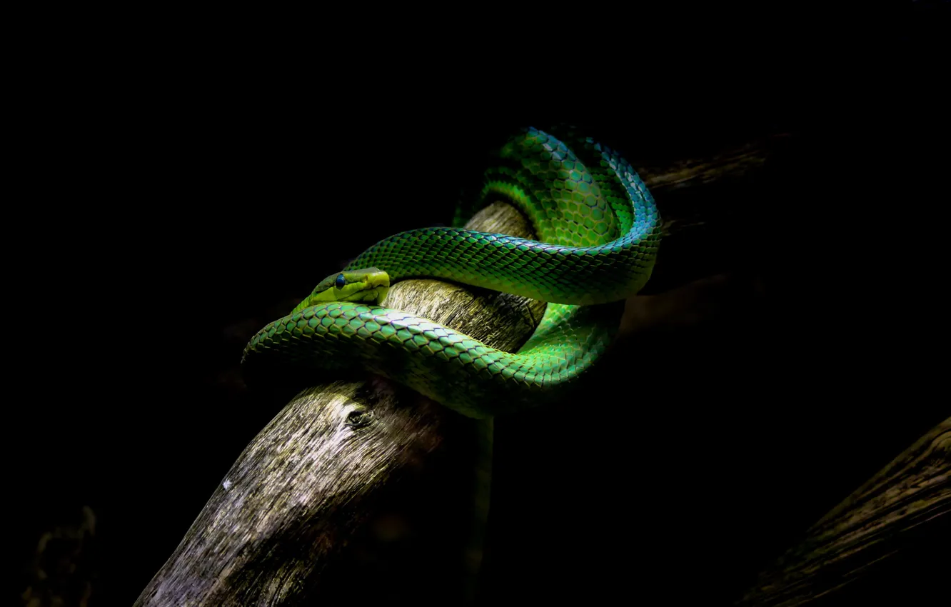 Photo wallpaper macro, nature, snake