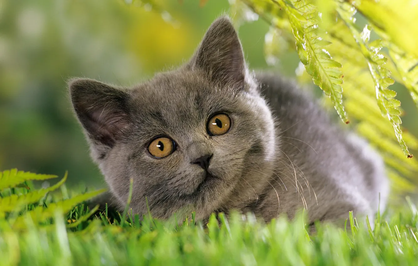 Photo wallpaper cat, grass, nature