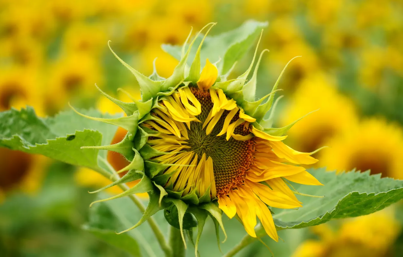 Photo wallpaper field, summer, nature, sunflower