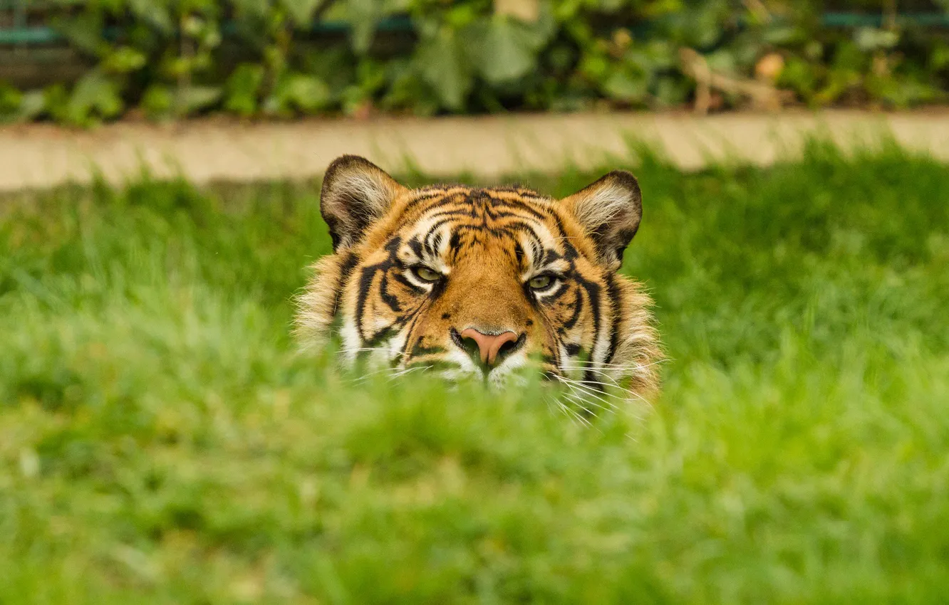 Photo wallpaper cat, grass, face, tiger