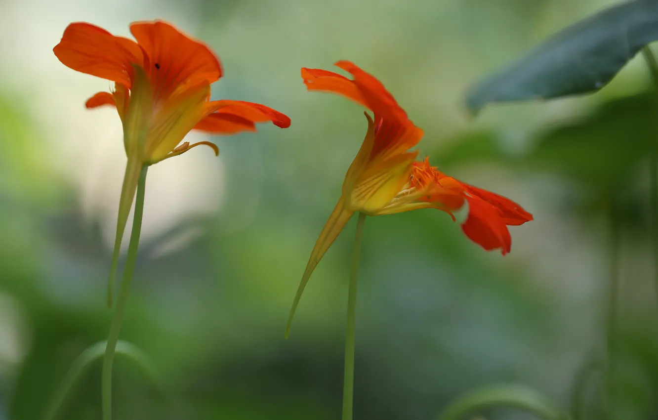 Photo wallpaper flowers, background, blur, red-orange