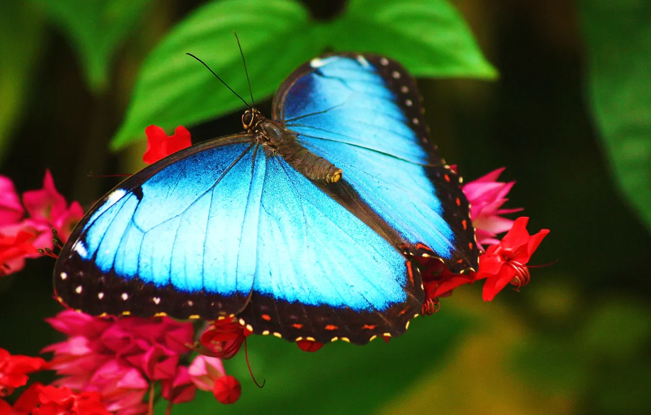 Photo wallpaper Wallpaper, morpho, blue butterfly, morpho, sitting on a flower