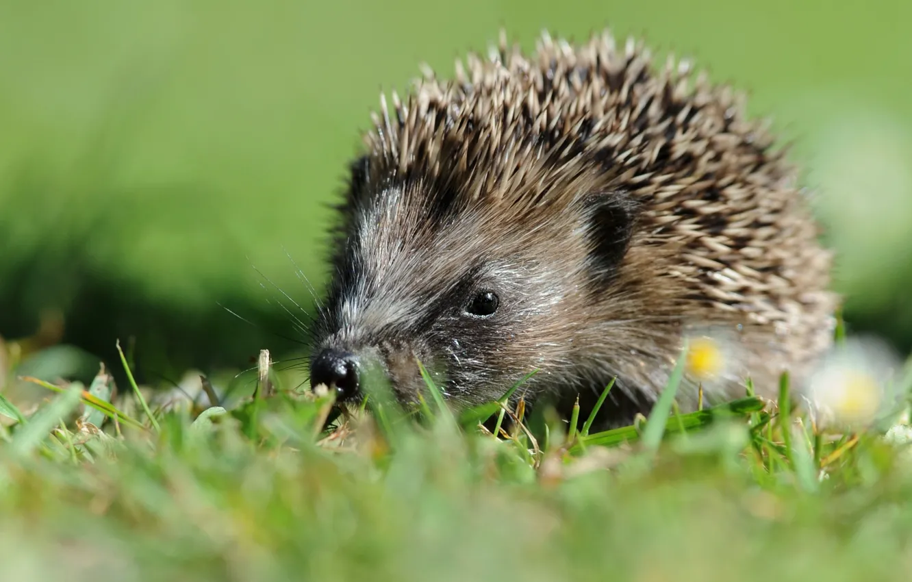 Photo wallpaper grass, muzzle, hedgehog, bokeh, hedgehog