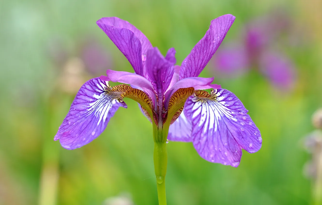 Photo wallpaper macro, nature, petals, iris