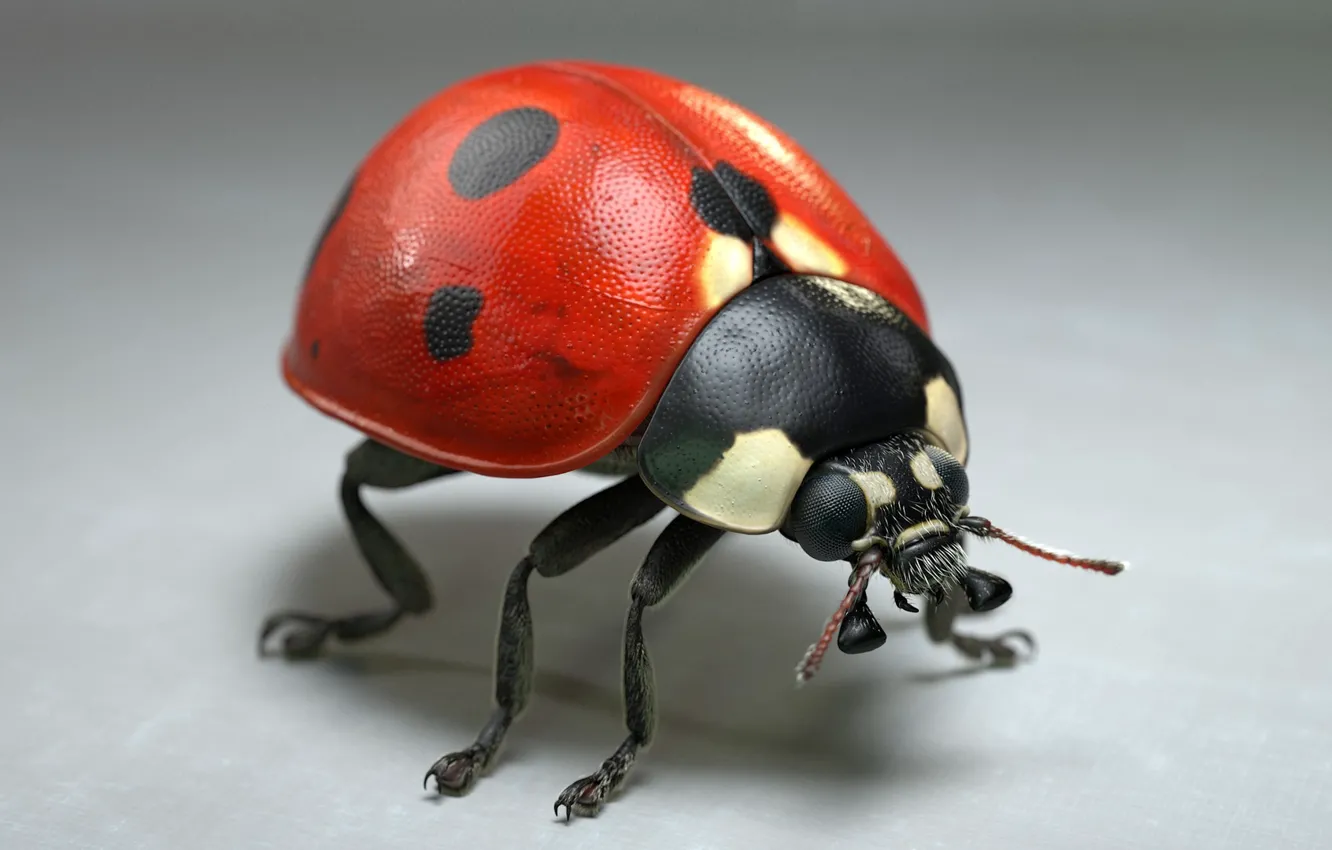 Photo wallpaper ladybug, art, Jocelyn Strob Simard