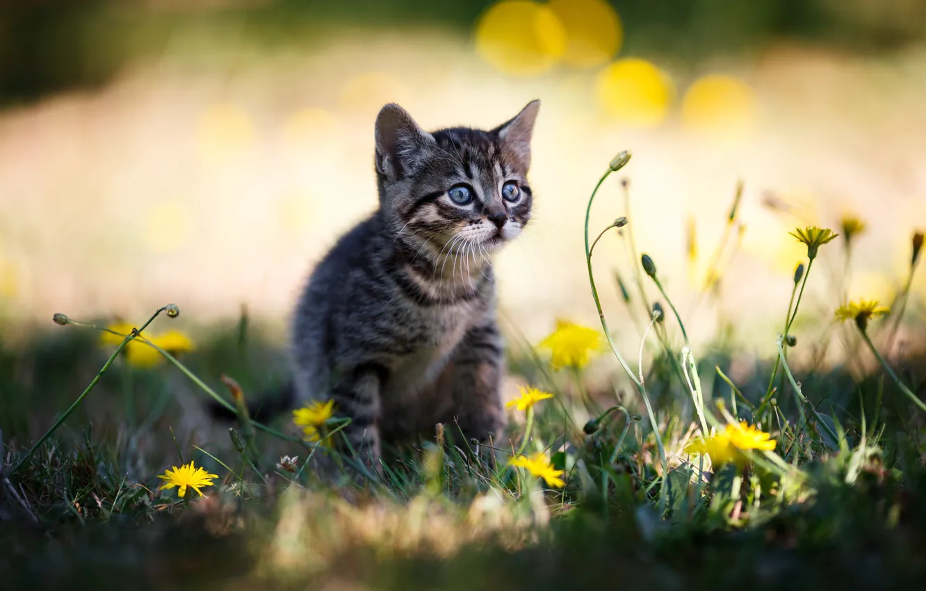 Photo wallpaper cat, grass, look, light, flowers, yellow, nature, glade