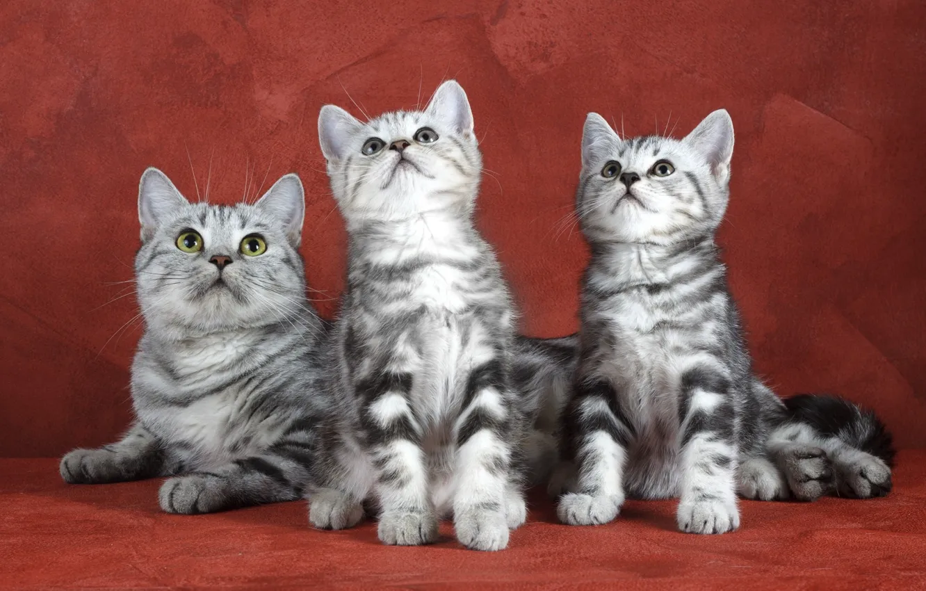 Photo wallpaper Kittens, Background, Trio
