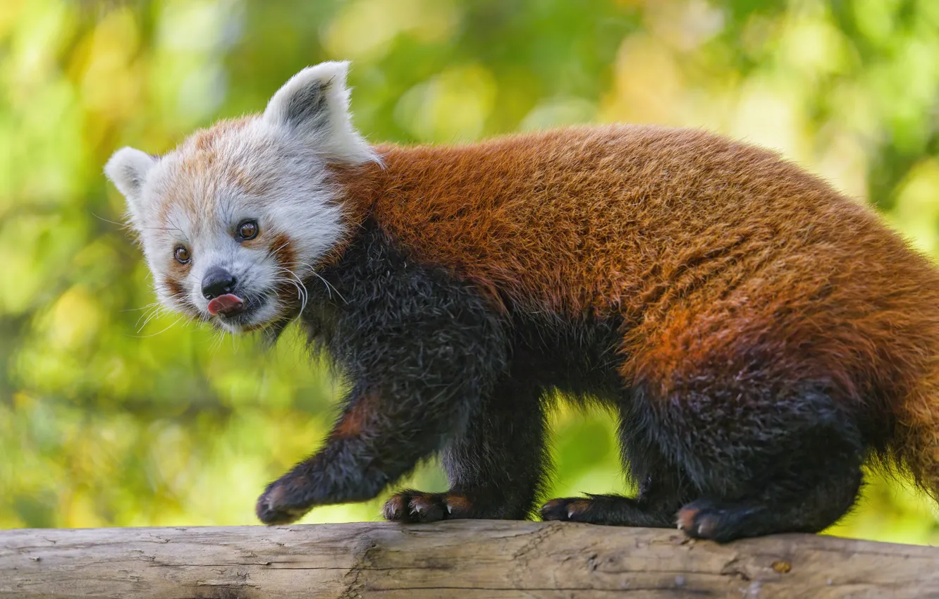 Photo wallpaper nature, red Panda, red Panda
