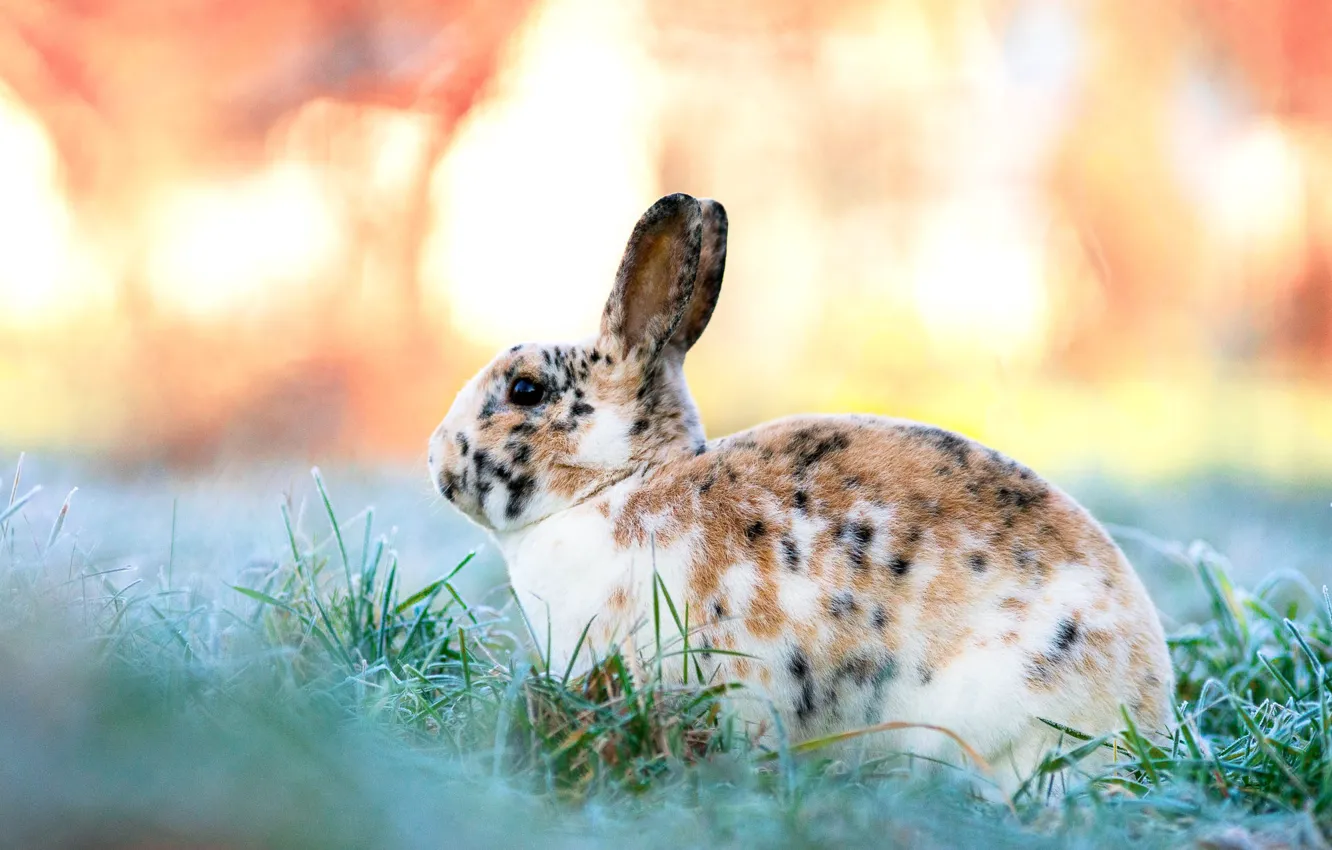 Photo wallpaper winter, frost, grass, nature, glade, rabbit, face, Bunny