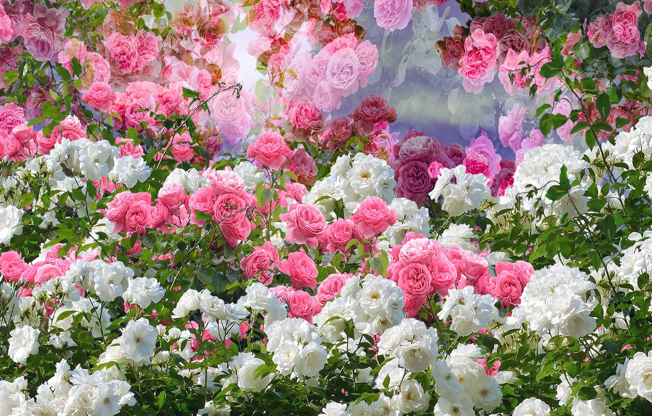 Photo wallpaper pink, flowers, roses, white