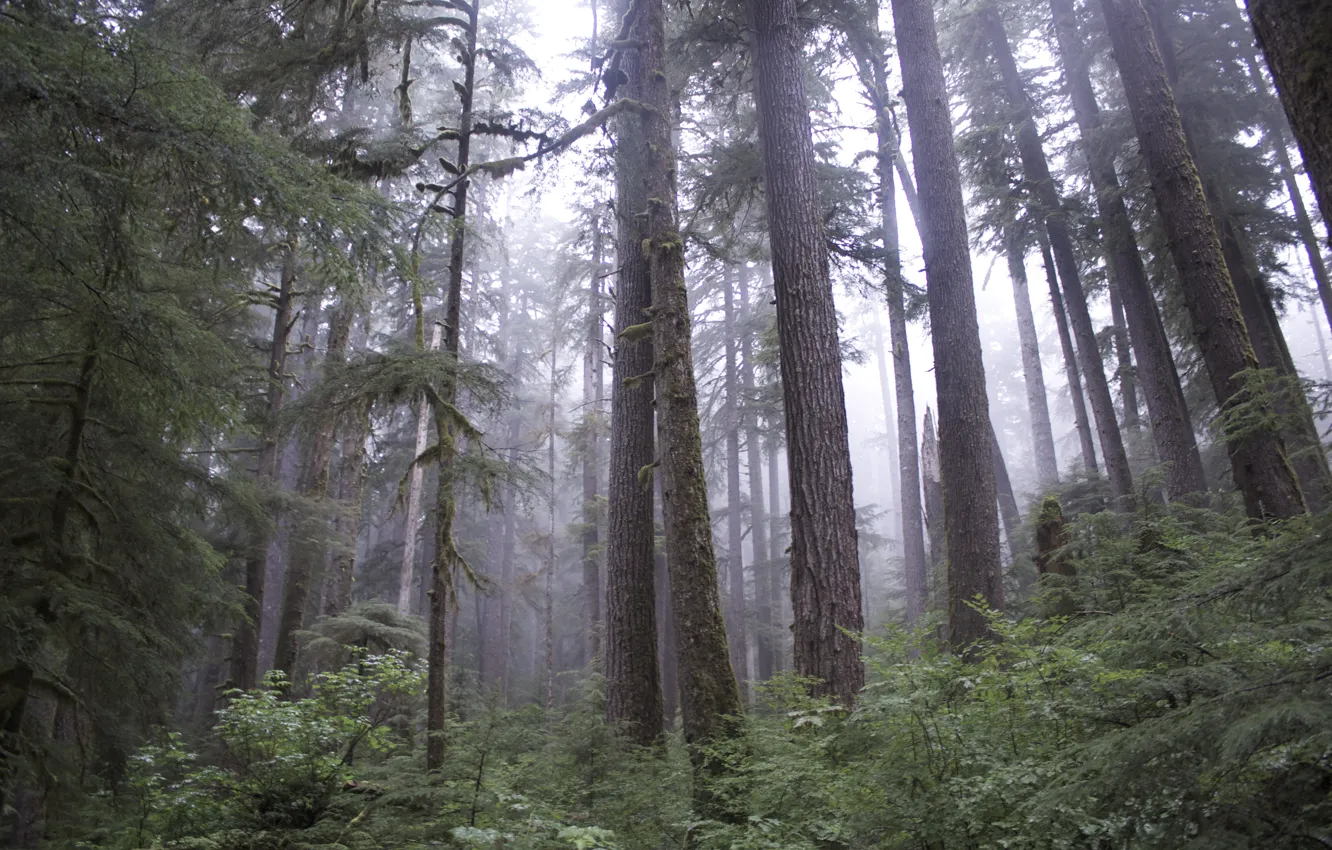 Photo wallpaper forest, trees, nature, fog, USA, USA, Olympic National Park, Olympic national Park