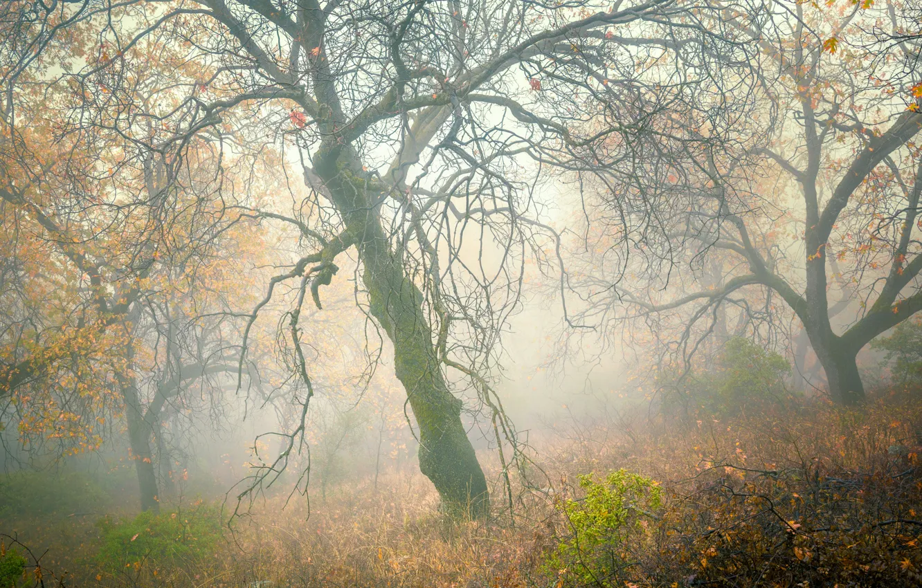 Photo wallpaper autumn, forest, trees, fog, slope