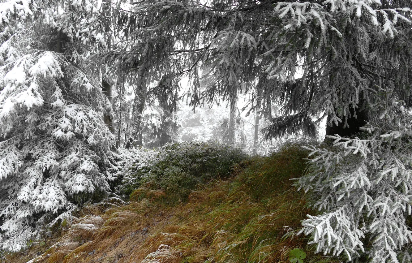 Photo wallpaper winter, forest, snow, nature