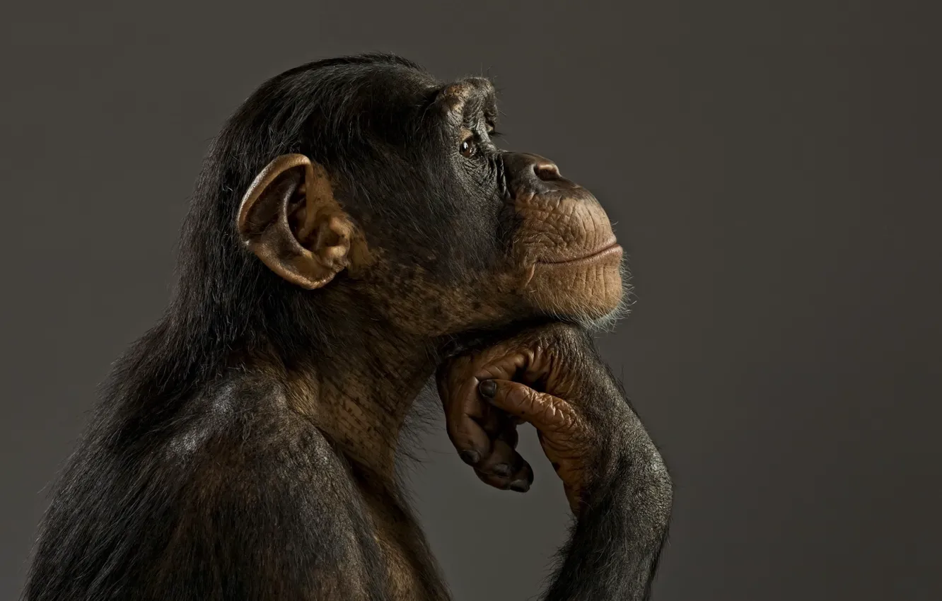 Photo wallpaper mood, model, monkey, chimpanzees