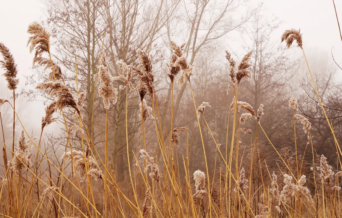 Photo wallpaper brown, autumn, plant