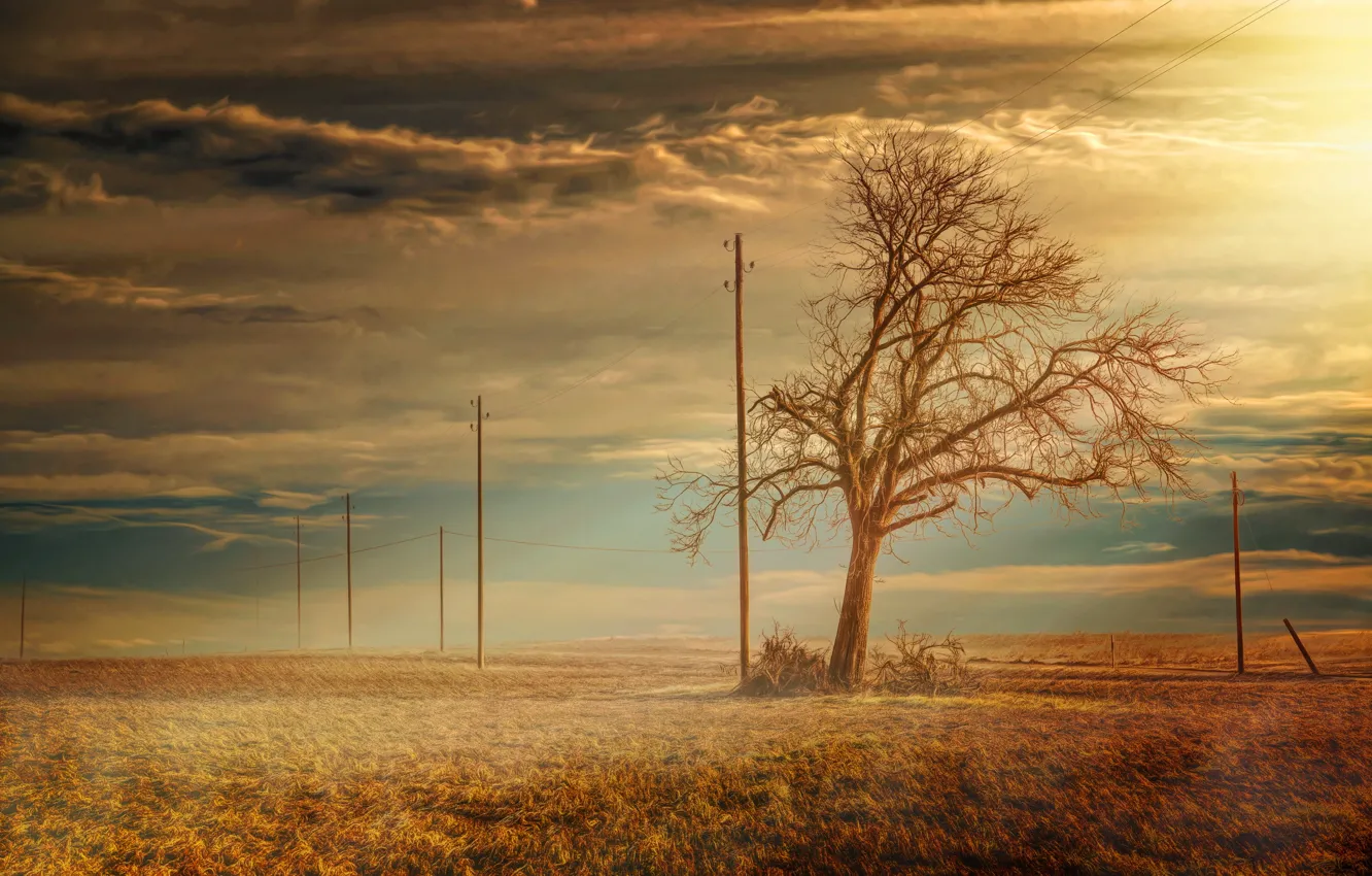 Photo wallpaper field, trees, landscape