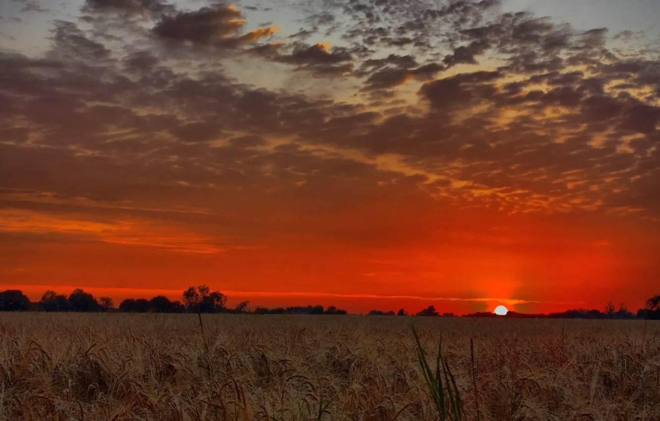 Photo wallpaper field, the sky, the sun, clouds, sunset