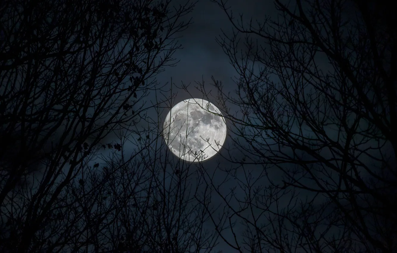 Photo wallpaper the sky, trees, night, branches, nature, the moon, the full moon