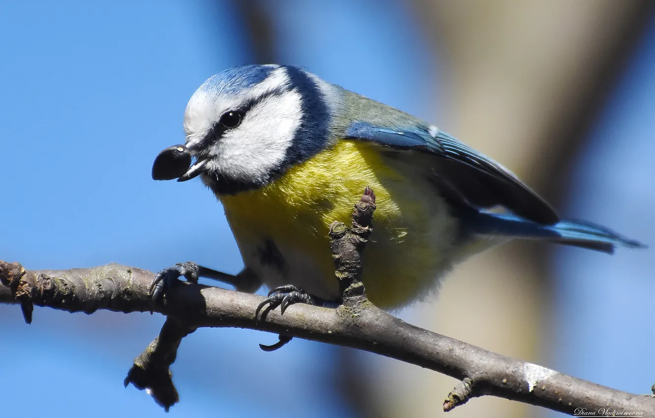 Photo wallpaper bird, blue tit, photohunt