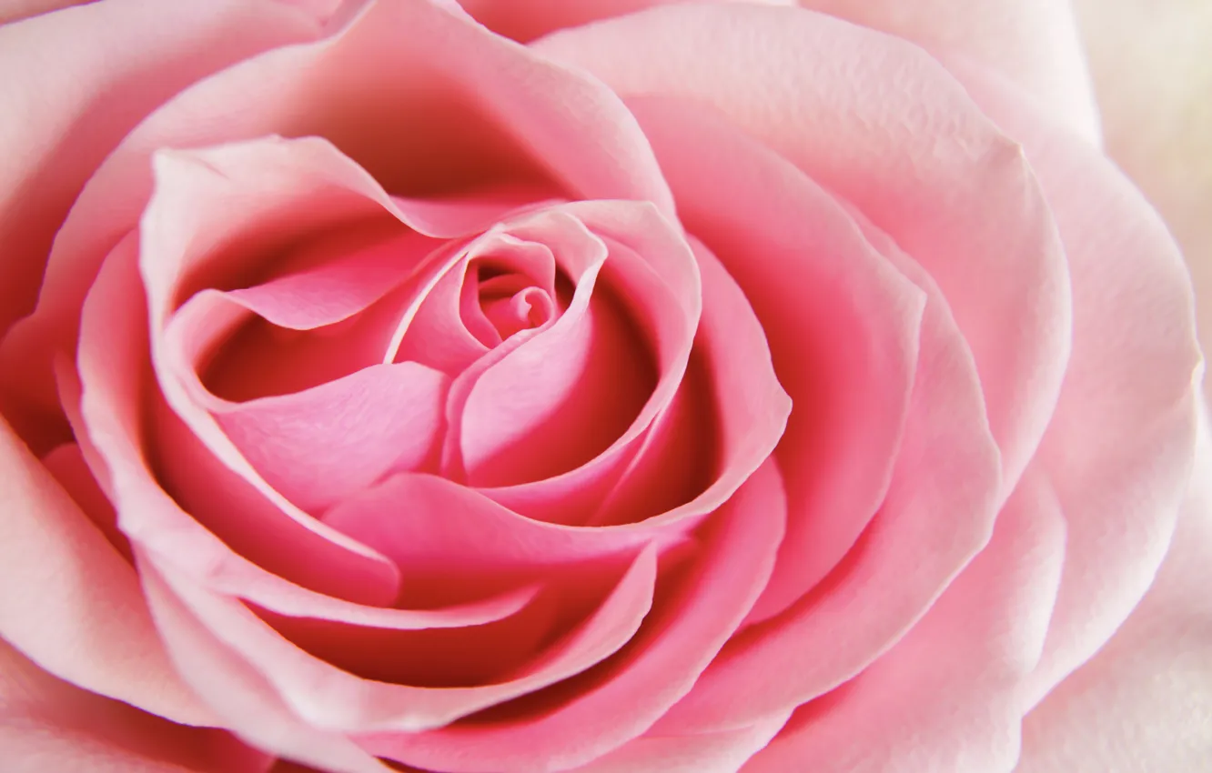 Photo wallpaper macro, pink, rose, petals