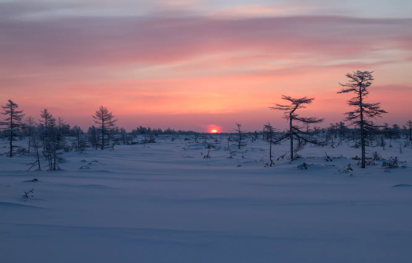 Photo wallpaper winter, snow, trees, sunrise, dawn, Russia, Sakhalin