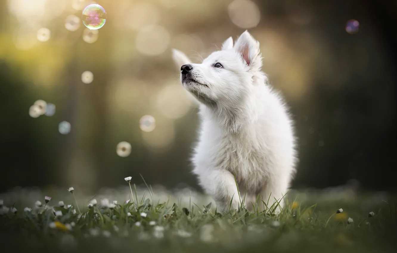 Photo wallpaper flowers, dog, bubbles, puppy, Samoyed