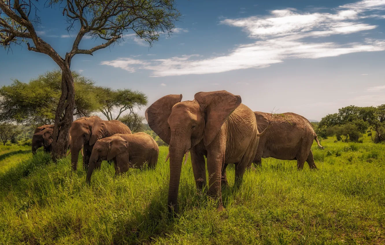 Photo wallpaper Africa, elephants, Tanzania, Tarangire National Park