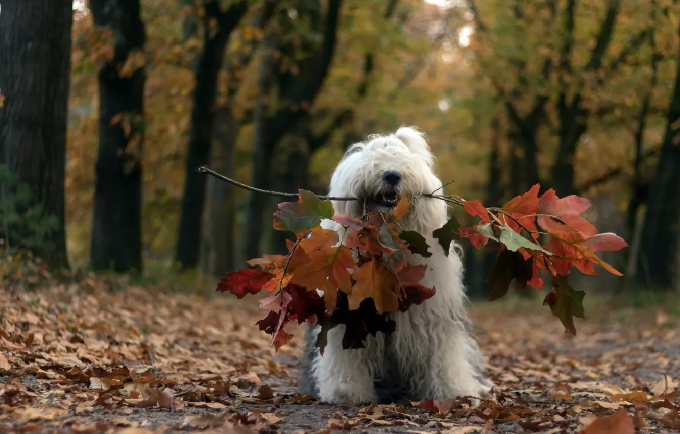 Photo wallpaper autumn, each, dog