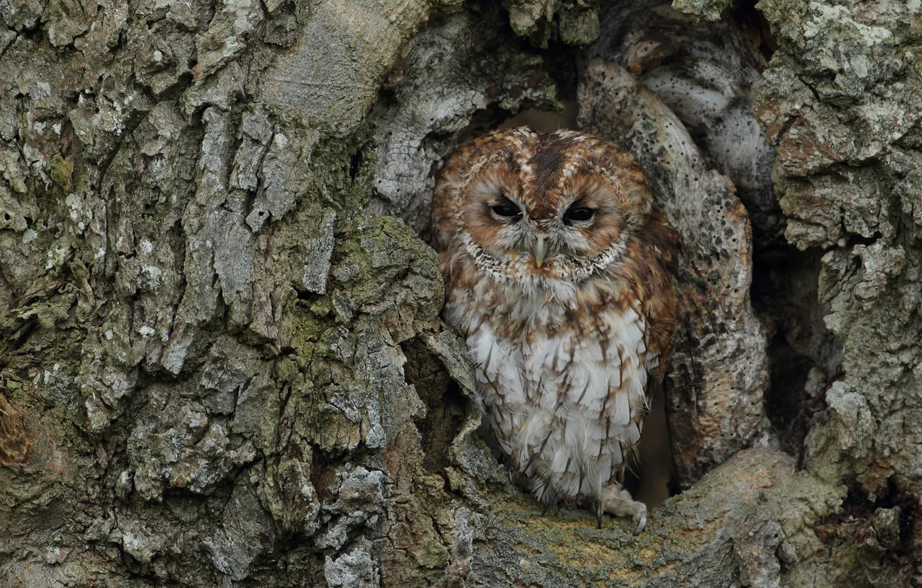 Photo wallpaper trees, owl, bird, trunk, disguise, bark