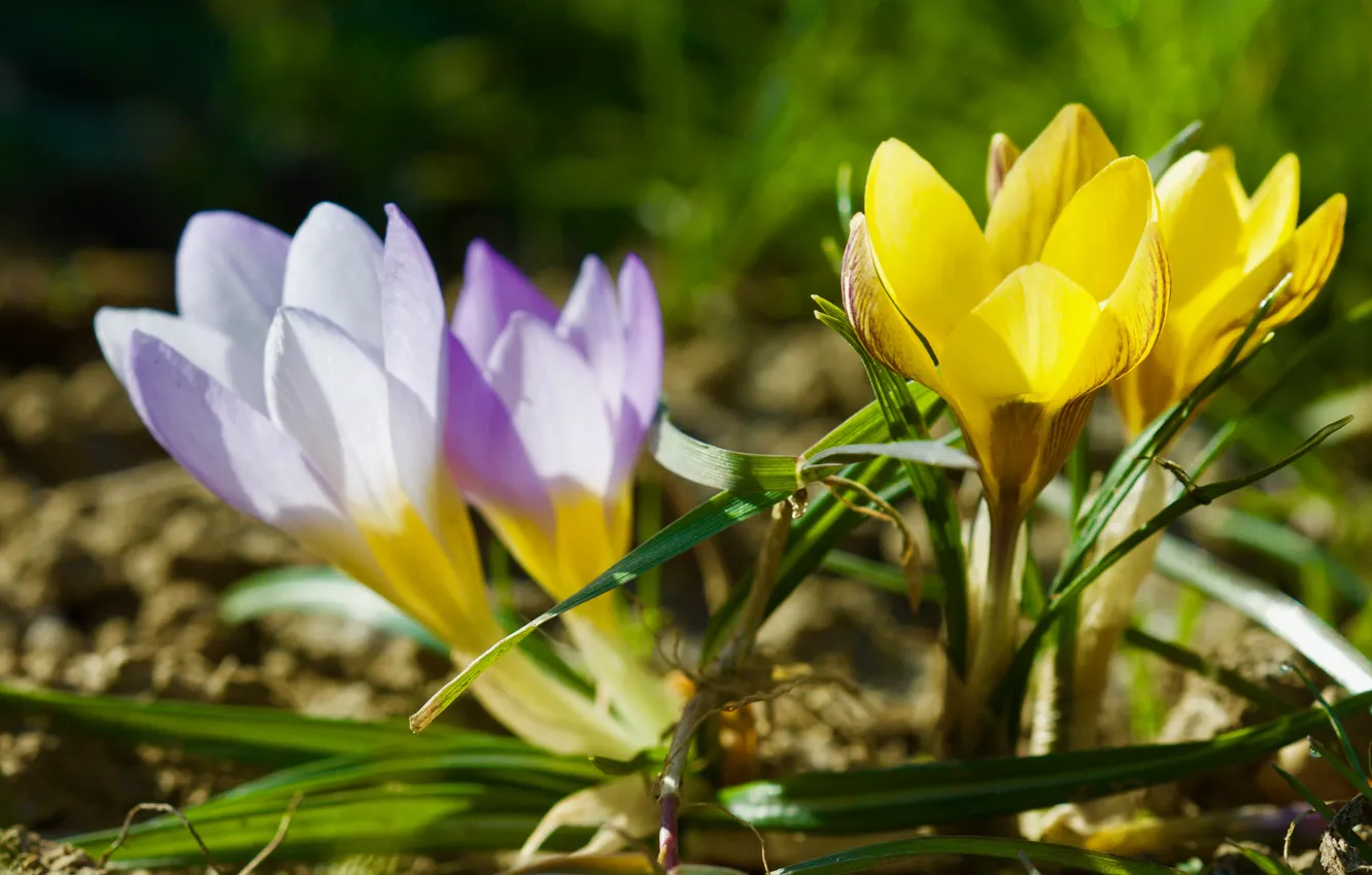 Photo wallpaper grass, leaves, macro, light, flowers, yellow, spring, crocuses