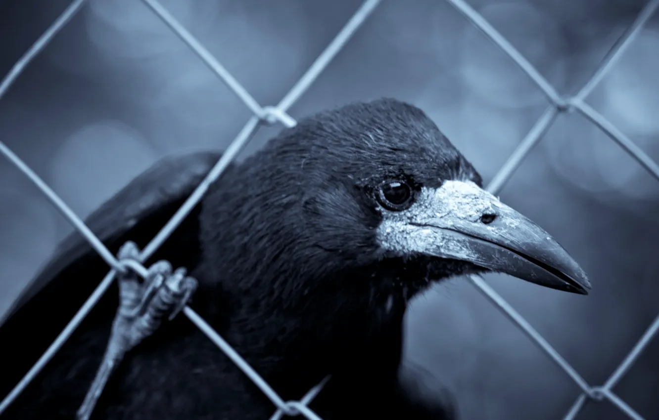 Photo wallpaper macro, the fence, Raven
