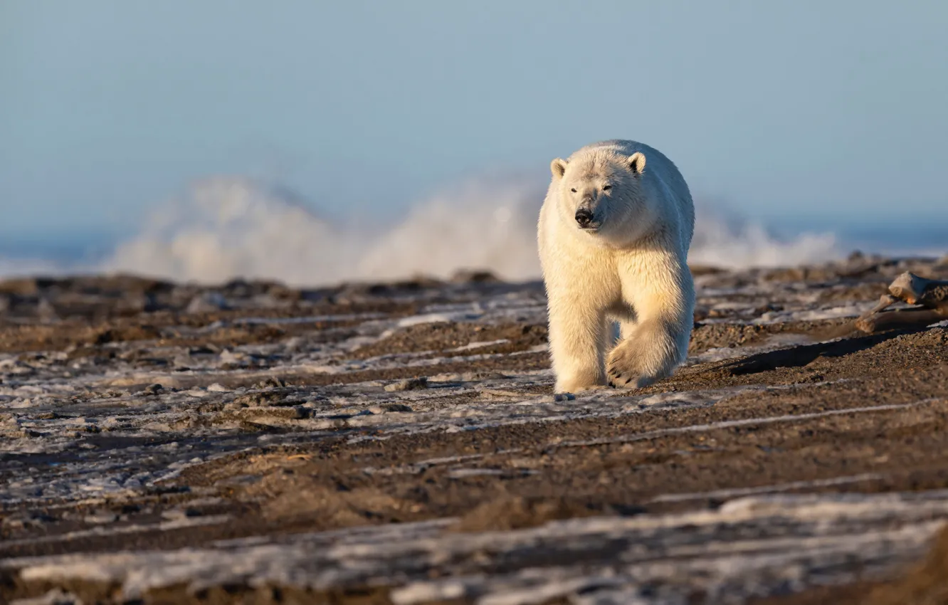 Photo wallpaper winter, white, light, snow, nature, pose, shore, bear