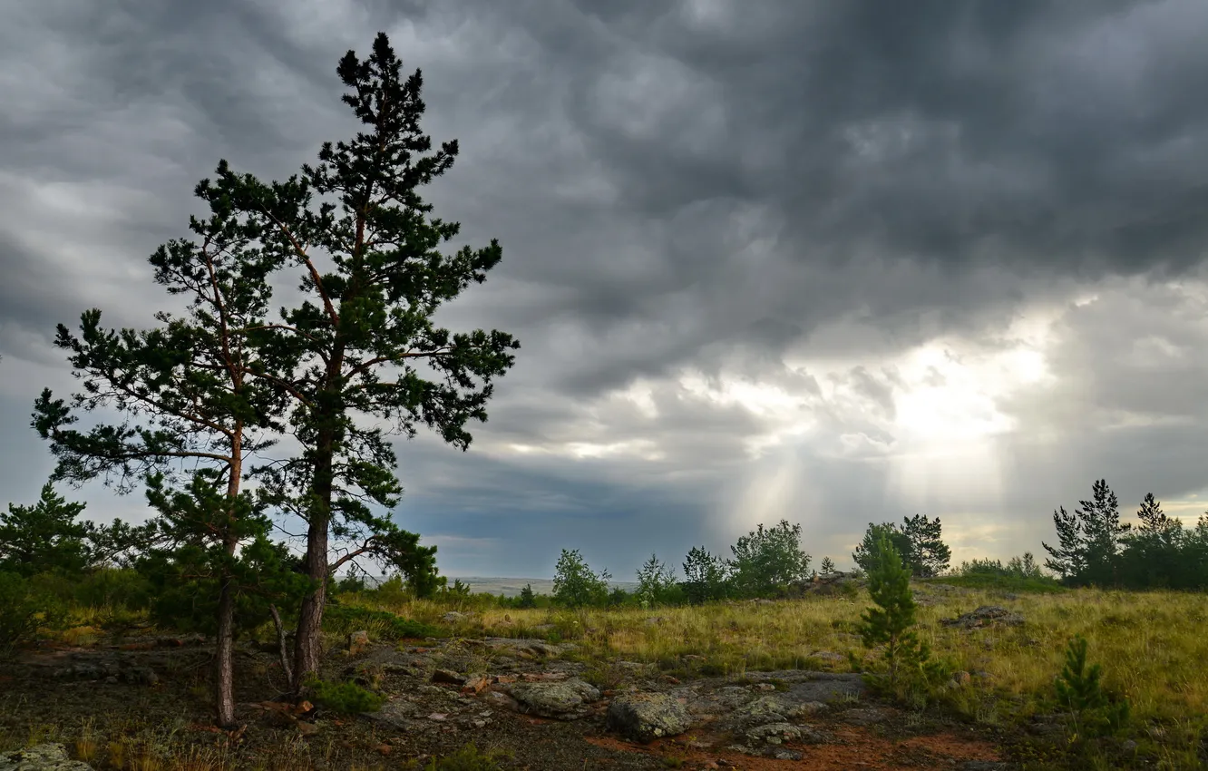 Photo wallpaper the sky, trees, landscape, nature