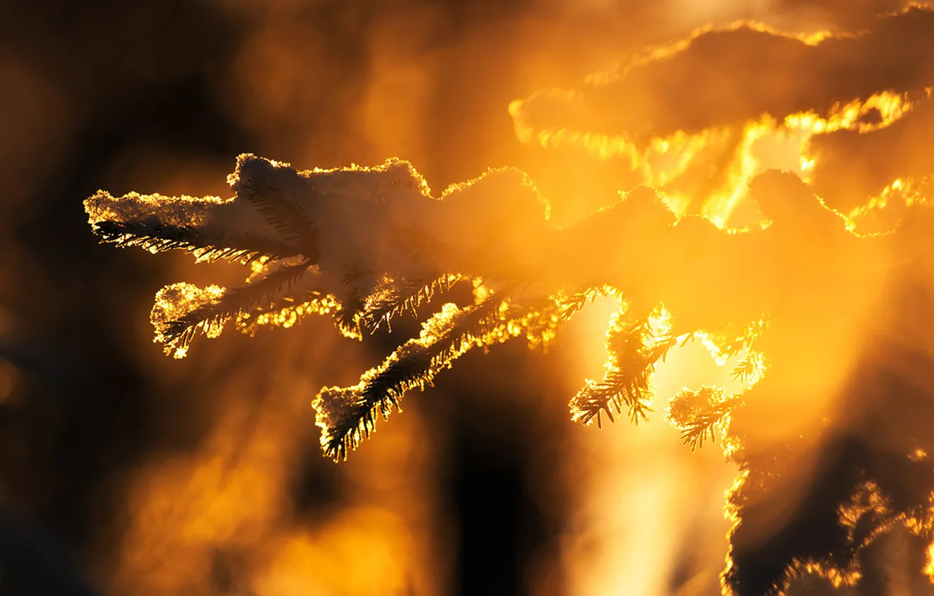 Photo wallpaper winter, light, snow, branches