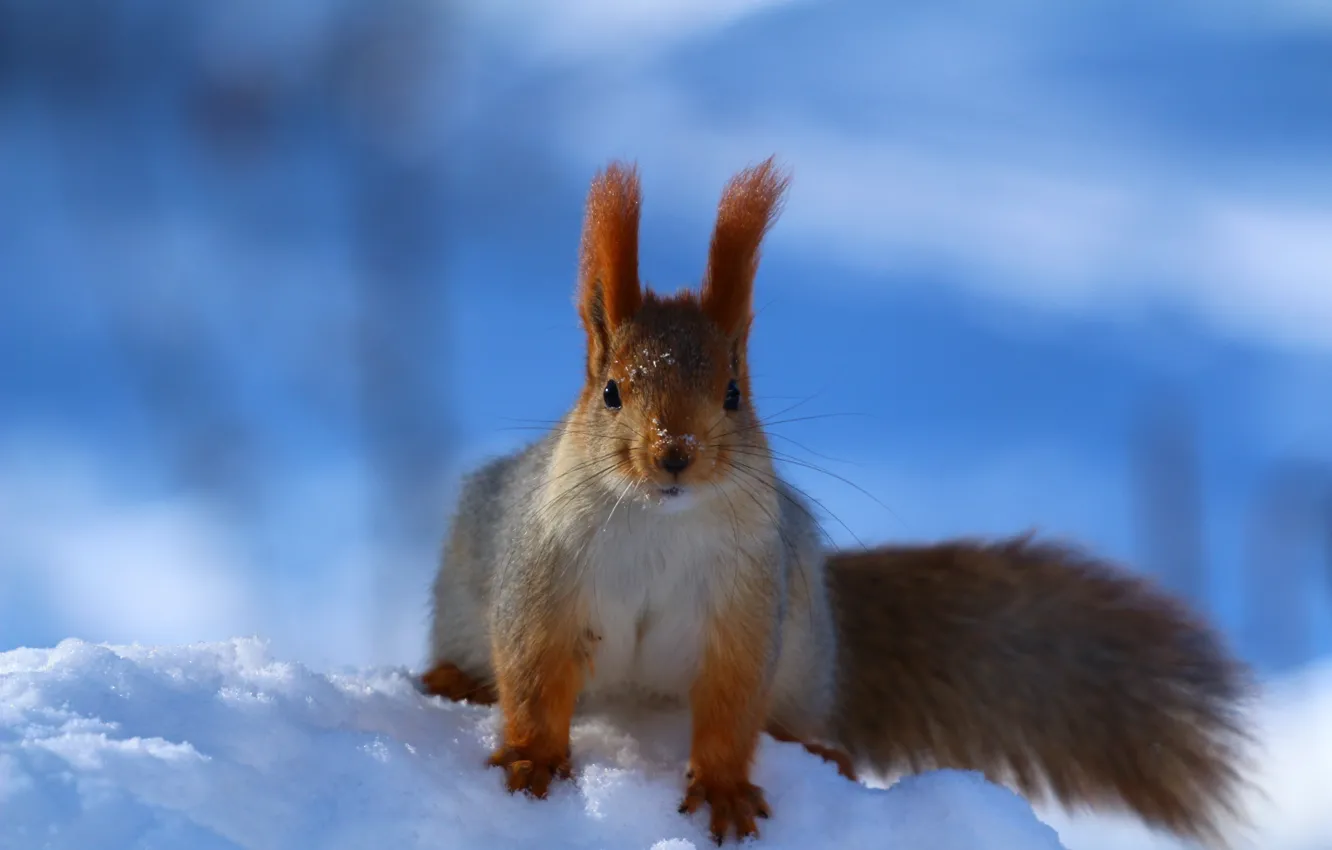 Photo wallpaper look, snow, nature, background, protein