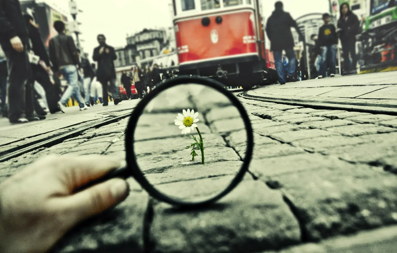 Photo wallpaper road, flowers, the city, people, rails, chamomile, tram, magnifier