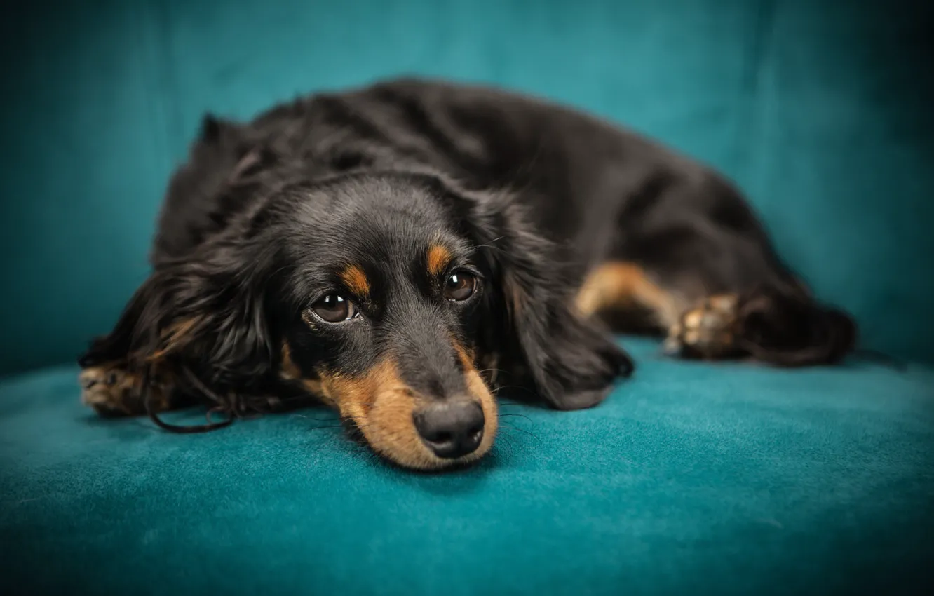 Photo wallpaper look, sofa, dog, muzzle, puppy, lies